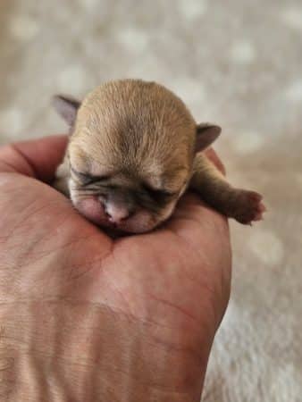 Image de la portée de chiot de l'élévage DOMAINE SAN SEBASTIAN