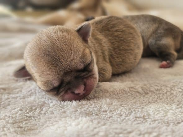 Image de la portée de chiot de l'élévage DOMAINE SAN SEBASTIAN