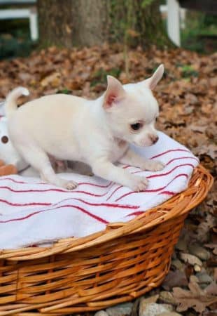 Image de la portée de chiot de l'élévage FAURE SAS