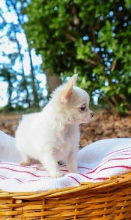 Image de la portée de chiot de l'élévage FAURE SAS