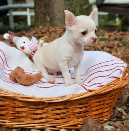 Image de la portée de chiot de l'élévage FAURE SAS