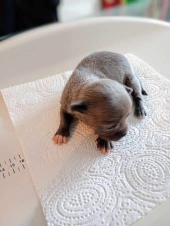 Image de la portée de chiot de l'élévage LES PATOUNES DE FRANCES