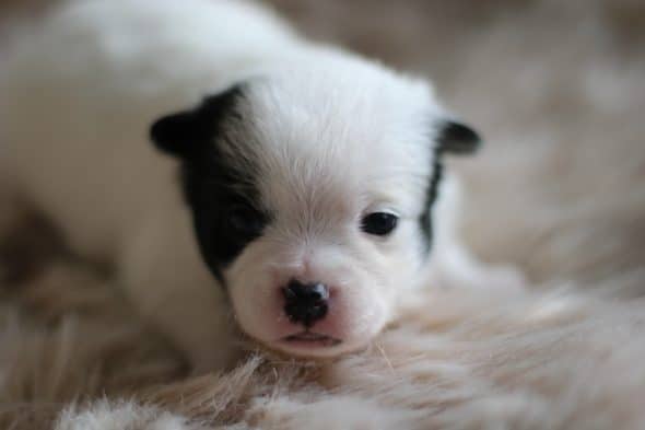 Image de la portée de chiot de l'élévage ROCHERULLE CELINE