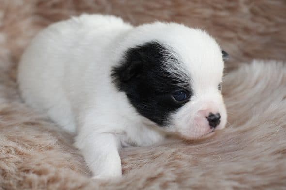 Image de la portée de chiot de l'élévage ROCHERULLE CELINE