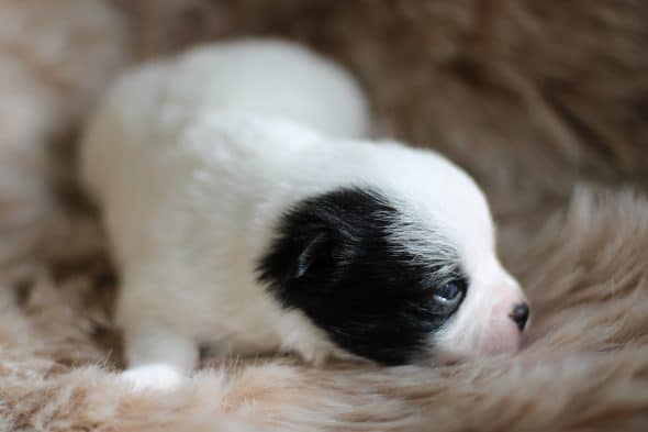 Image de la portée de chiot de l'élévage ROCHERULLE CELINE