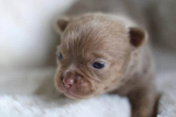 Image de la portée de chiot de l'élévage ROCHERULLE CELINE