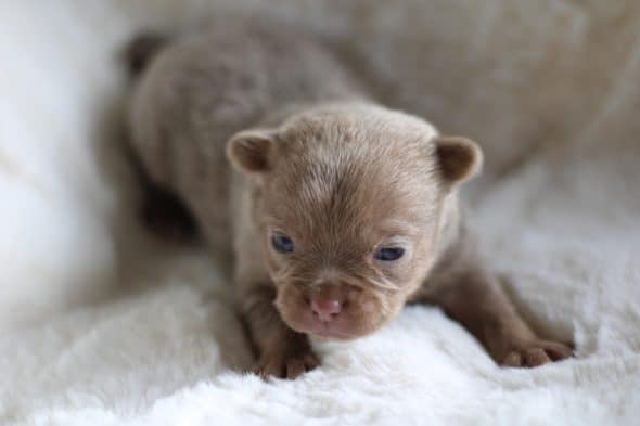 Image de la portée de chiot de l'élévage ROCHERULLE CELINE