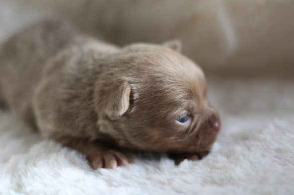 Image de la portée de chiot de l'élévage ROCHERULLE CELINE