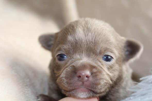 Image de la portée de chiot de l'élévage ROCHERULLE CELINE