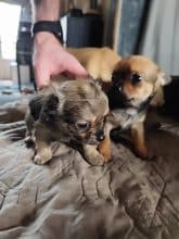 Chiots d'apparence Chihuahua à vendre chez l'éleveur SHYVA