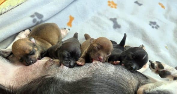 Image de la portée de chiot de l'élévage Les chichis de Jadou