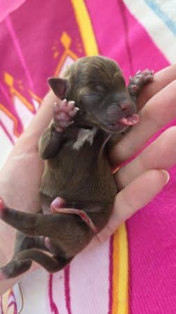 Image de la portée de chiot de l'élévage Les chichis de Jadou