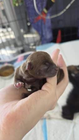 Image de la portée de chiot de l'élévage Les chichis de Jadou