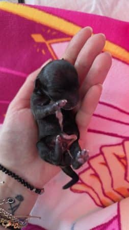 Image de la portée de chiot de l'élévage Les chichis de Jadou