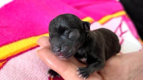 Image de la portée de chiot de l'élévage Les chichis de Jadou