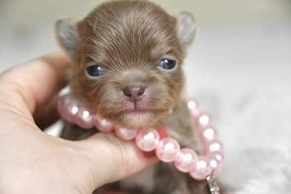 Image de la portée de chiot de l'élévage DE LA MEUTE D’ETAN