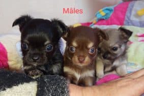 Chiots d'apparence Chihuahua à vendre chez l'éleveur CORBEL DELPHINE