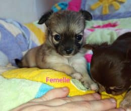 Chiots d'apparence Chihuahua à vendre chez l'éleveur CORBEL DELPHINE