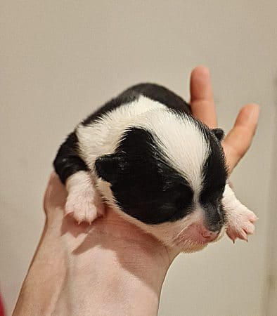 Image de la portée de chiot de l'élévage ELEVAGE DES ELFES LIBRES