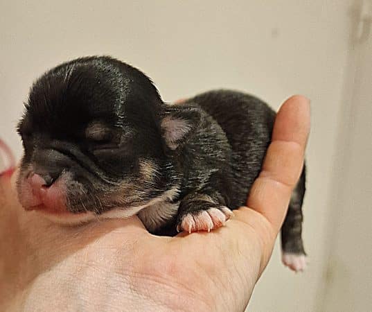 Image de la portée de chiot de l'élévage ELEVAGE DES ELFES LIBRES