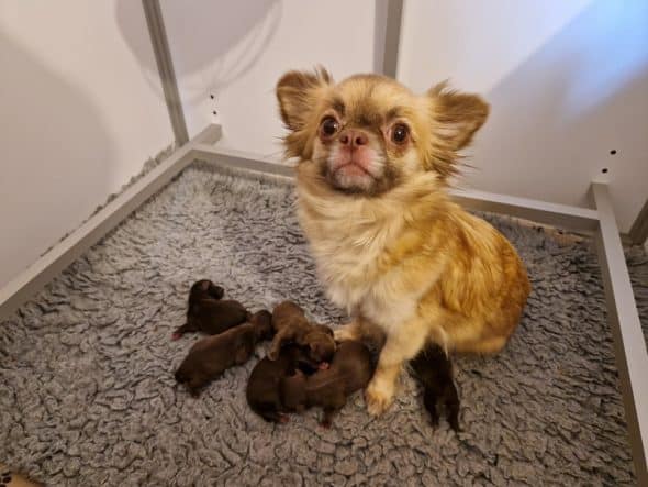 Image de la portée de chiot de l'élévage LES EMERAUDES DE NAHUSHA