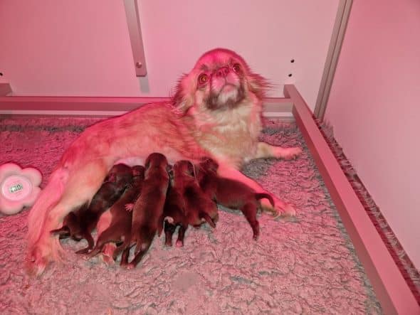 Image de la portée de chiot de l'élévage LES EMERAUDES DE NAHUSHA