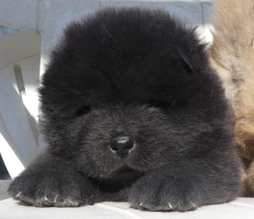 Image de la portée de chiot de l'élévage ENTRE TERRE ET MER