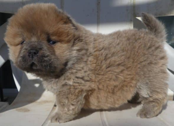 Image de la portée de chiot de l'élévage ENTRE TERRE ET MER