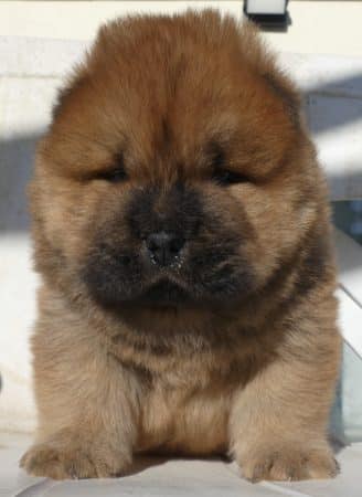 Image de la portée de chiot de l'élévage ENTRE TERRE ET MER