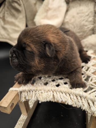 Image de la portée de chiot de l'élévage LES GARDIENS DE LA HEM