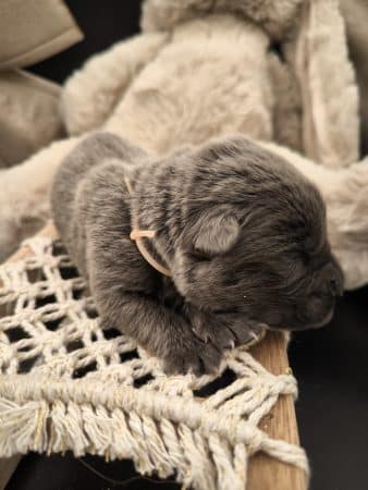 Image de la portée de chiot de l'élévage LES GARDIENS DE LA HEM