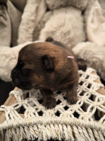 Image de la portée de chiot de l'élévage LES GARDIENS DE LA HEM