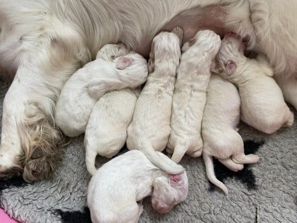 Image de la portée de chiot de l'élévage ANQUETIL ELODIE