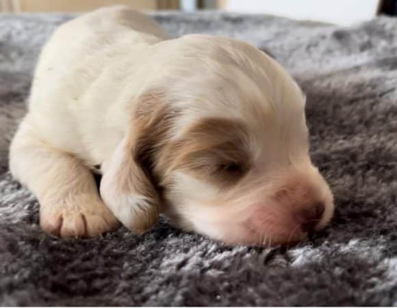 Image de la portée de chiot de l'élévage ANQUETIL ELODIE