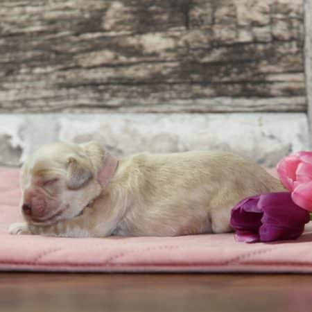 Image de la portée de chiot de l'élévage RAINBOW COLORS