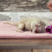 Chiots de race Cocker américain à vendre chez l'éleveur RAINBOW COLORS