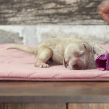 Image de la portée de chiot de l'élévage RAINBOW COLORS