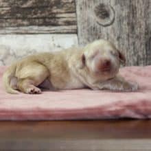 Chiots de race Cocker américain à vendre chez l'éleveur RAINBOW COLORS