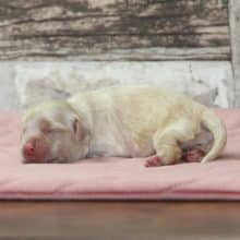 Chiots de race Cocker américain à vendre chez l'éleveur RAINBOW COLORS