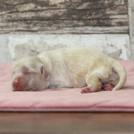 Image de la portée de chiot de l'élévage RAINBOW COLORS