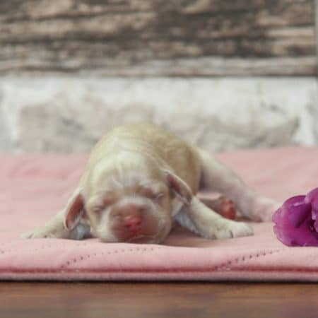 Image de la portée de chiot de l'élévage RAINBOW COLORS