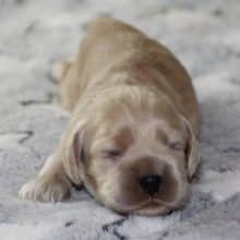 Chiots de race Cocker américain à vendre chez l'éleveur RAINBOW COLORS