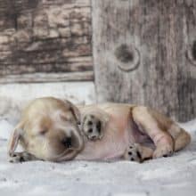 Chiots de race Cocker américain à vendre chez l'éleveur RAINBOW COLORS