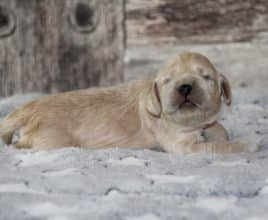 Chiots de race Cocker américain à vendre chez l'éleveur RAINBOW COLORS