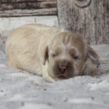 Chiots de race Cocker américain à vendre chez l'éleveur RAINBOW COLORS