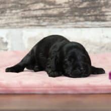 Chiots de race Cocker américain à vendre chez l'éleveur RAINBOW COLORS