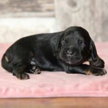 Chiots de race Cocker américain à vendre chez l'éleveur RAINBOW COLORS