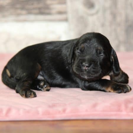 Image de la portée de chiot de l'élévage RAINBOW COLORS