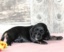 Chiots de race Cocker américain à vendre chez l'éleveur RAINBOW COLORS