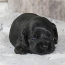 Chiots de race Cocker américain à vendre chez l'éleveur RAINBOW COLORS